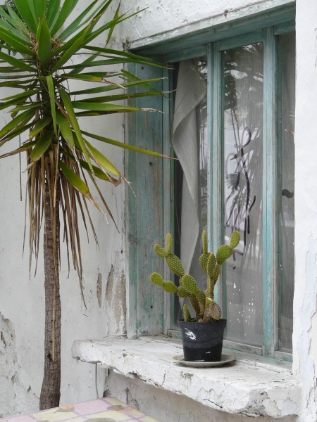 Old window with a cactus and a palm tree