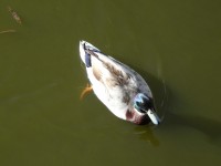 Wild duck in a green water variation2