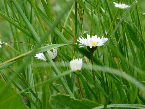 A Daisy in the grass
