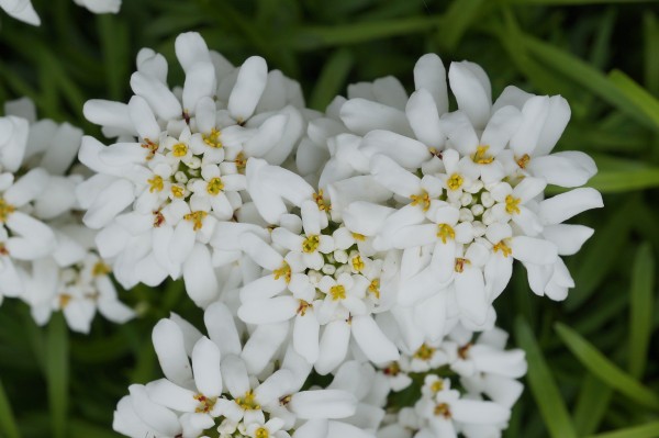 White flowers variation2