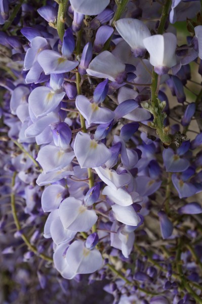 Violet blossoms of a tree variation1
