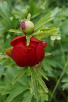 Wild Trollius (globe flower)