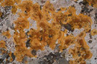 Orange lichen on a stone