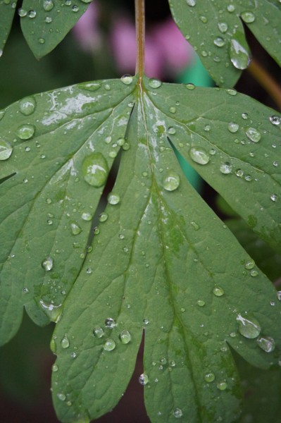 Green leave with rain drops