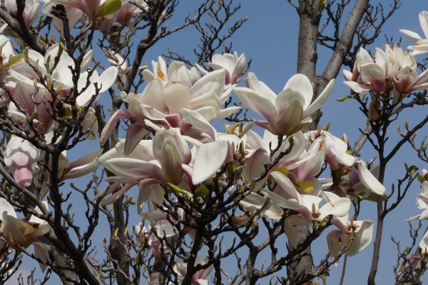 White Magnolia variation 1