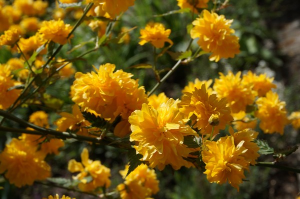 Yellow blossoms on a bush