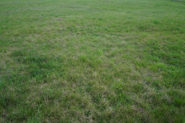 Green grass variation1