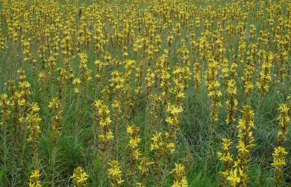 Field of wild yellow flowers