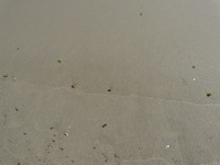 Wet beach sand