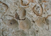 Sea shells in a stone 003